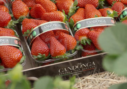 Fragole-Candonga